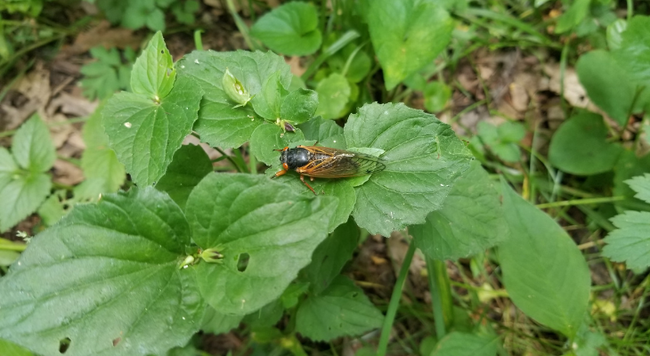 This year, periodical cicadas in Brood X will emerge across Indiana and a small, 4-county area of central Illinois.