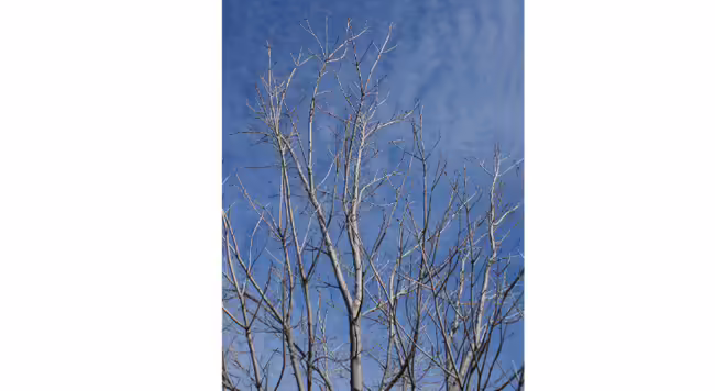 This young red maple could benefit from corrective pruning to establish a central leader that is free of competition from adjacent limbs.