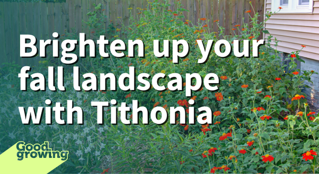Brighten up your fall landscape with Tithonia. Tithonia plants blooming next to a house.