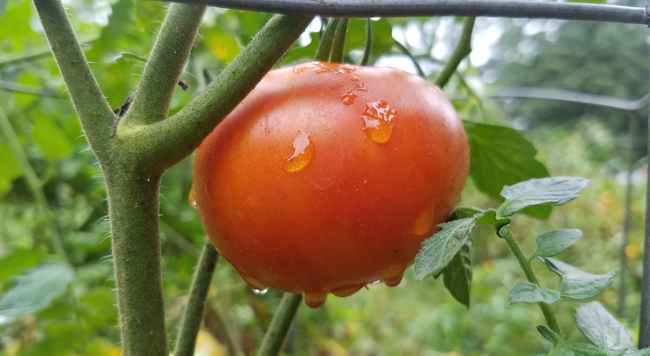 A ripe tomato on a tomato plant.