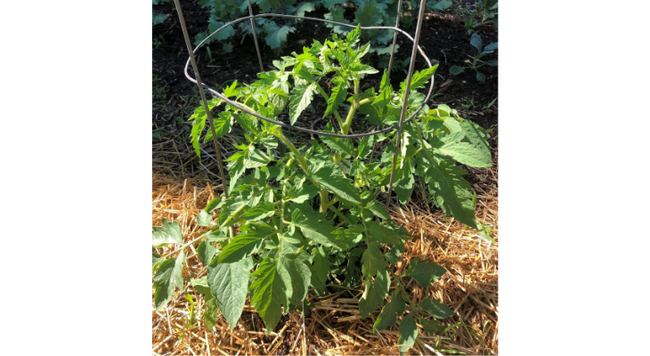 Tomatoes are one of the most planted garden crops in the US, with several common problems here in central Illinois that can be managed through fairly simple cultural practices.