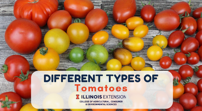 different types, sizes, and colors of tomatoes