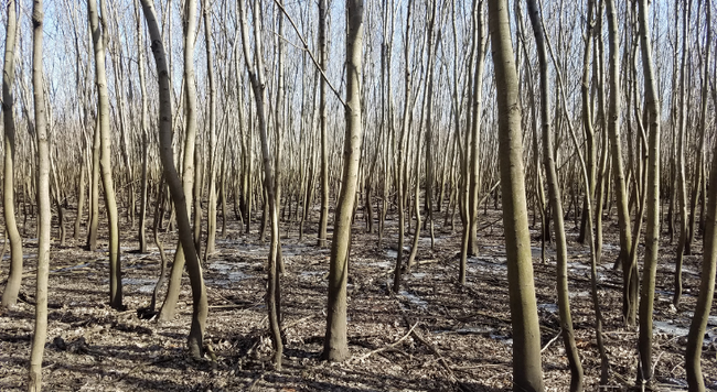 A grove of silver maple trees in a flood plain.