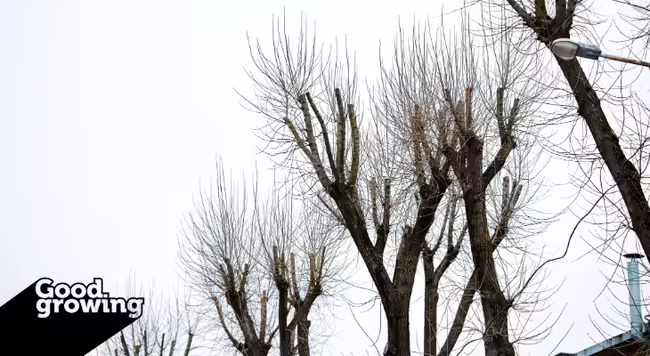 A row of topped trees