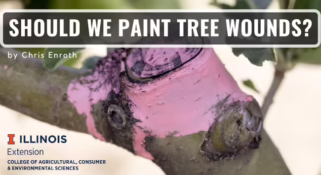 wound sealer painted on a tree wound