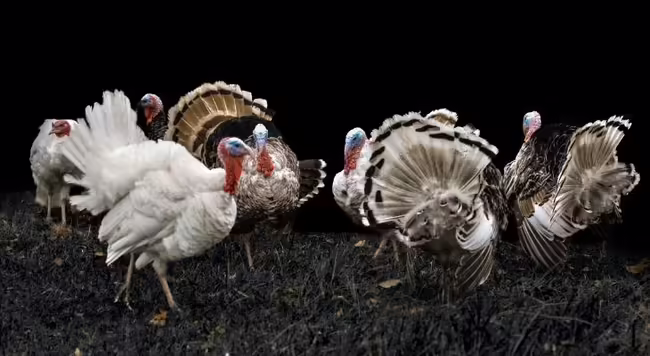 Turkeys roaming around in grass