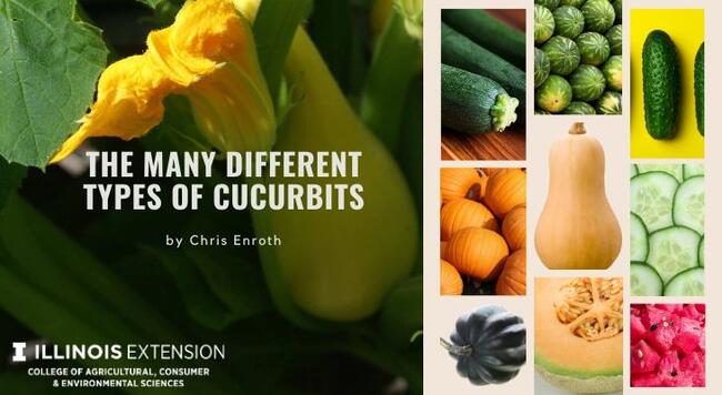 The Many Different Types of Cucurbits