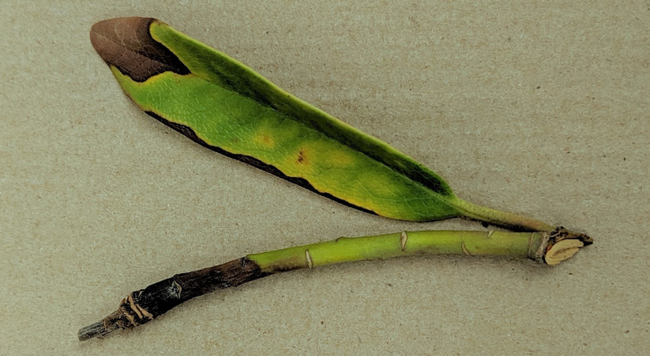 This rhododendron shoot is infected with the pathogen Phytopthora ramorum, displaying the typical symptoms of ramorum blight. PC UI Plant Clinic
