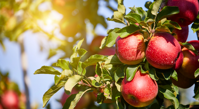 Apples on tree