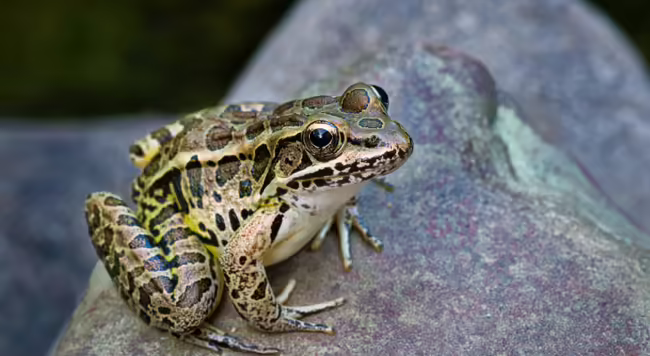 Pickerel frog