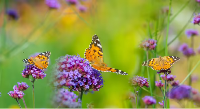 Pollinators 