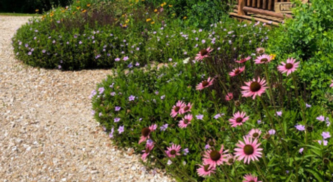 Purple coneflowers and other native plants in front of house