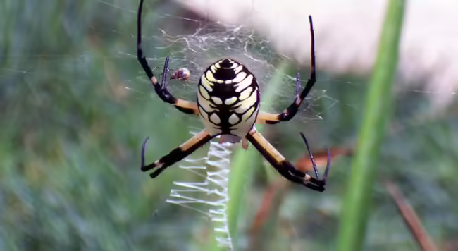 Yellow garden spider, Argiope aurantia by James Braselton, Bugwood.org