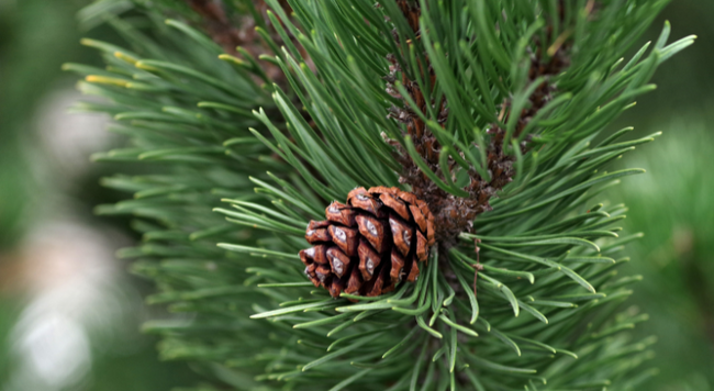 Pine tree with pine cone growing