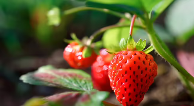 strawberry growing on vine