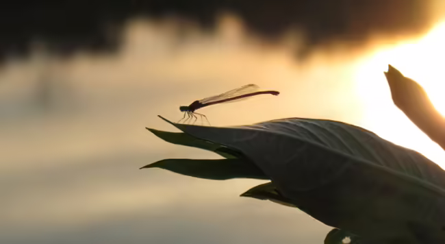 dragonfly hovering over leaf near freshwater