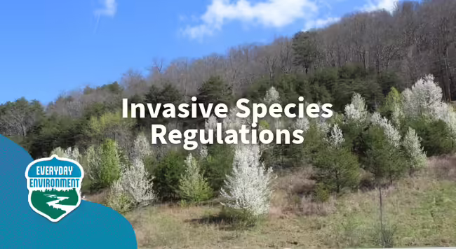White trees blooming in a forest