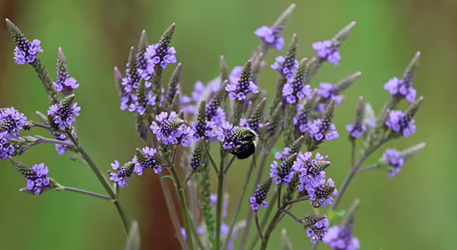a native bumble bee visiting a native plant, blue vervain. photo by Layne Knoche