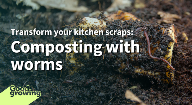 Transform your kitchen scraps: Composting with worms. Red wiggler worm feeding on an apple core in a wormbin