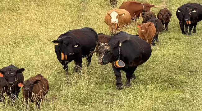 Cows in a pasture wearing virtual fence collars