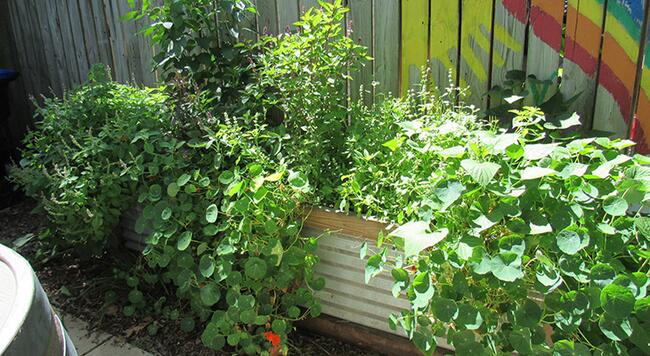 raised bed with herbs