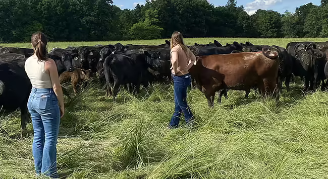 two people checking cows in a pasture