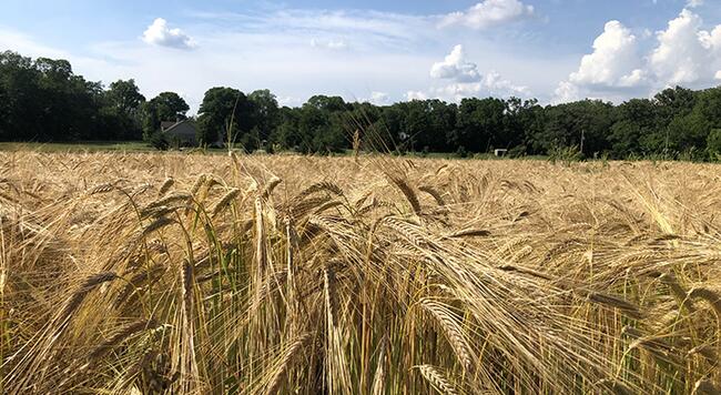a field of 'Warthog' wheat, an heirloom variety of hard red winter wheat - about to be harvested