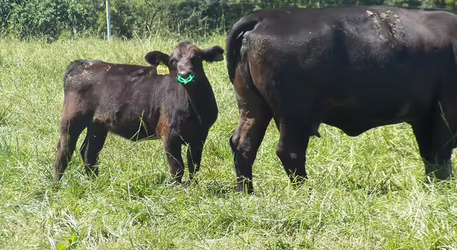 calf in a pasture with a nose insert to aid in weaning