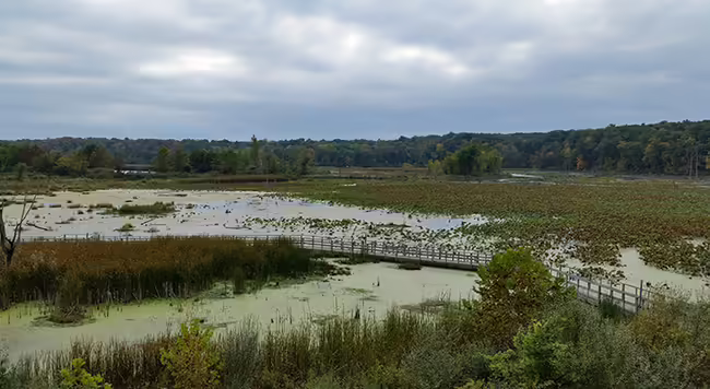 Illinois wetland