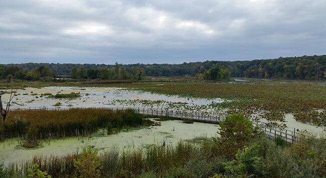 Illinois wetland