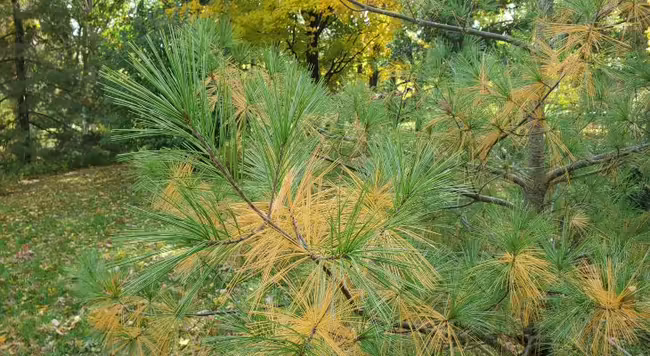 White pine has beautiful color that is expressed in the yellow innermost needles this time of year.