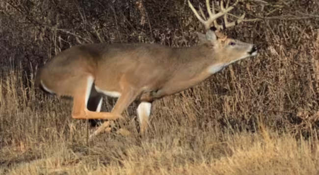 Whitetail buck in flight