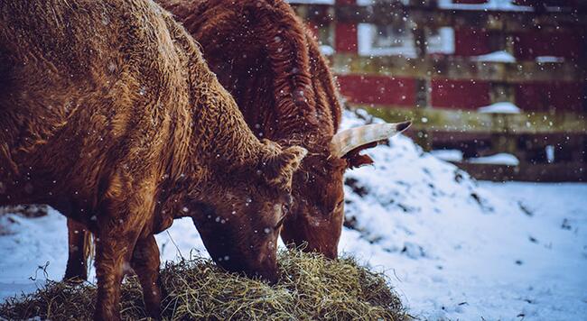 Cows eating hay on snow covered ground