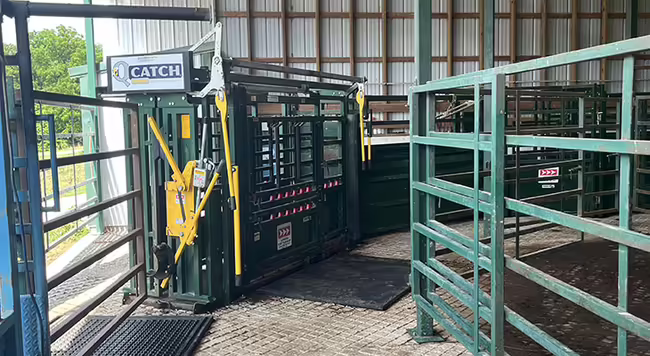 Cattle working facilities