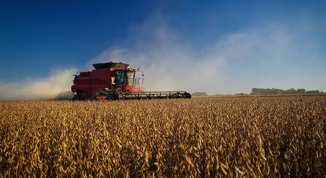 A red combine harvesting a field of soybeans.