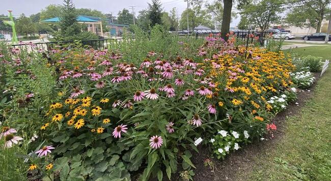 a garden bed of native plants at Yost House in Pontiac, IL