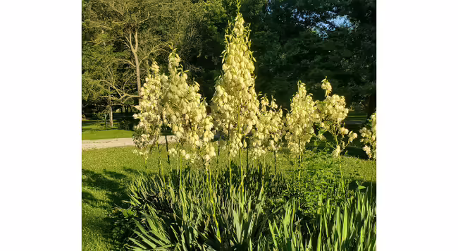 Blooming yucca with tall flower stalks and shorter foliage.