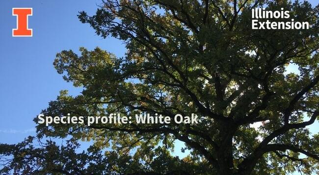 Upper branches of white oak tree