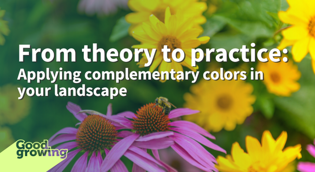 From theory to practice: Applying complementary colors in the landscape purple coneflower and yellow coreopsis 