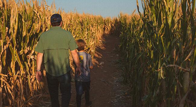 Father and son walking in corn field