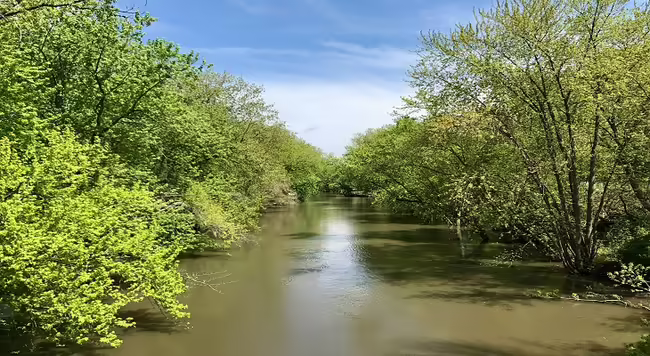 green trees beside river under blue sky during daytime