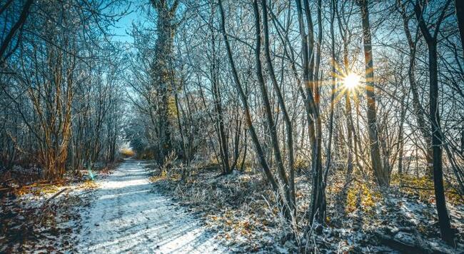 sun shining through forest trees on snowy winter path