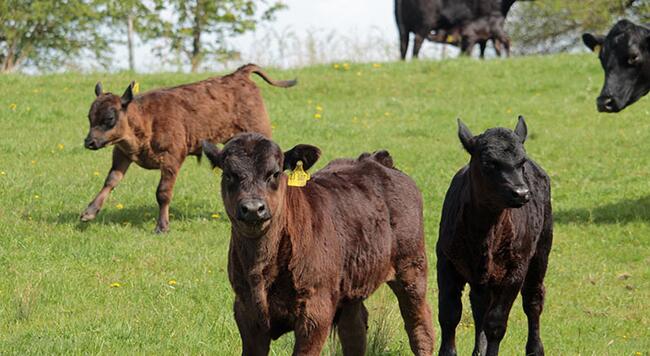 Beef calves exploring pasture