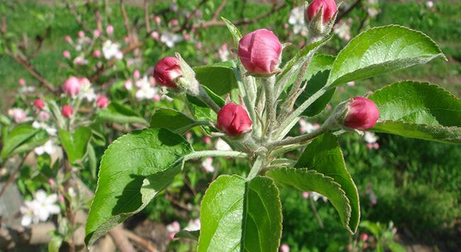 pink stage of apple flower development