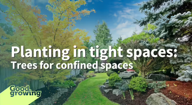 Planting in tight spaces: trees for confined spaces