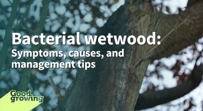 Bacterial wetwood: symptoms, causes, and management tips photo of tree trunk with wound that has discoloration below it on the bark