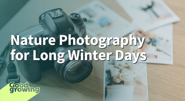 Nature Photography for Long Winter Days