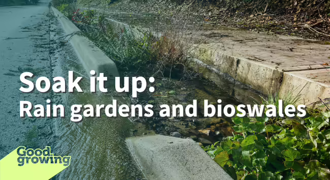 Soak it up: rain garden and bioswale curb cut with water flowing into a vegetative swale