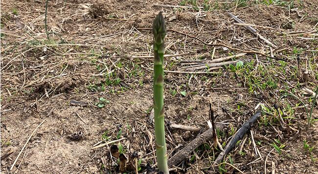 green asparagus spear growing from ground