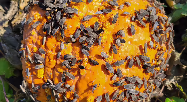 A large group of bugs feeding on the surface of an orange pumpkin